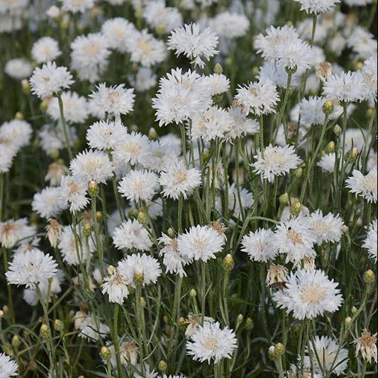 Korenbloem - White Ball