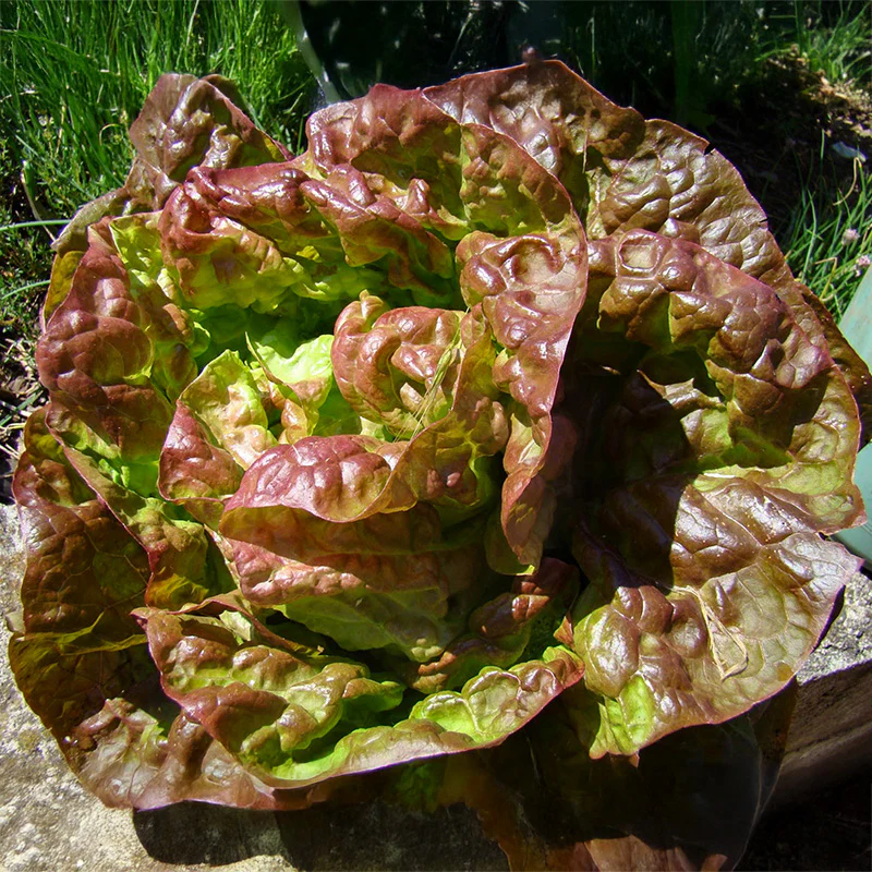 Miniatuur 1
