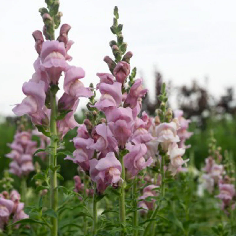 Leeuwenbek - Opus Lavender F1 - Image 2