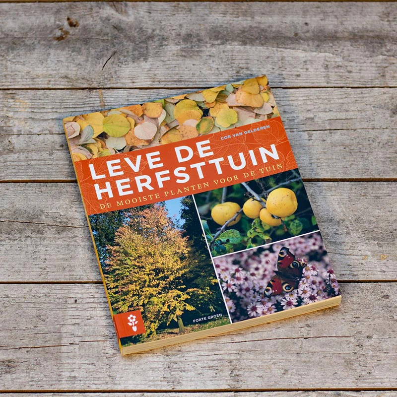 Miniatuur 1