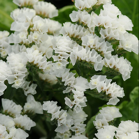 Lamsoor - QIS White