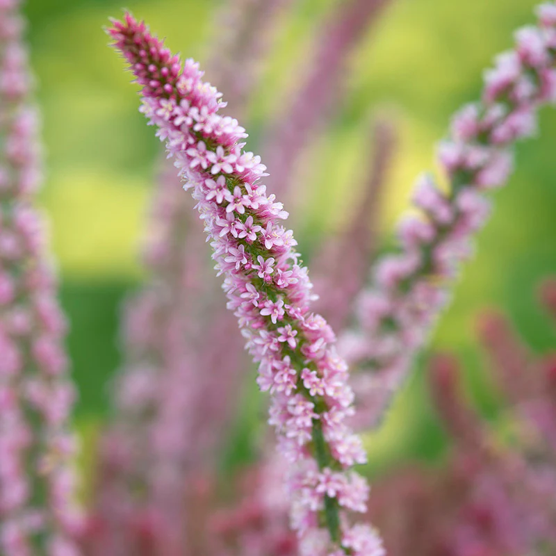 Statice - Pink Pokers