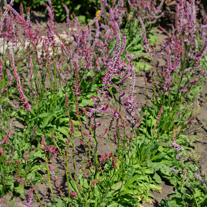 Statice - Pink Pokers - Image 2