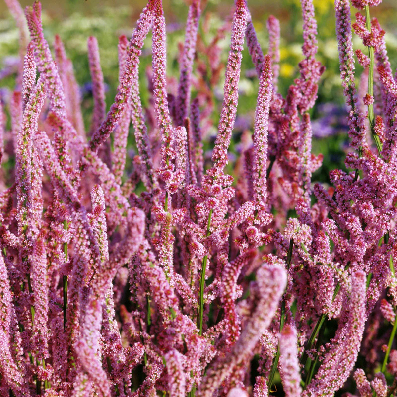 Statice - Pink Pokers - Image 3
