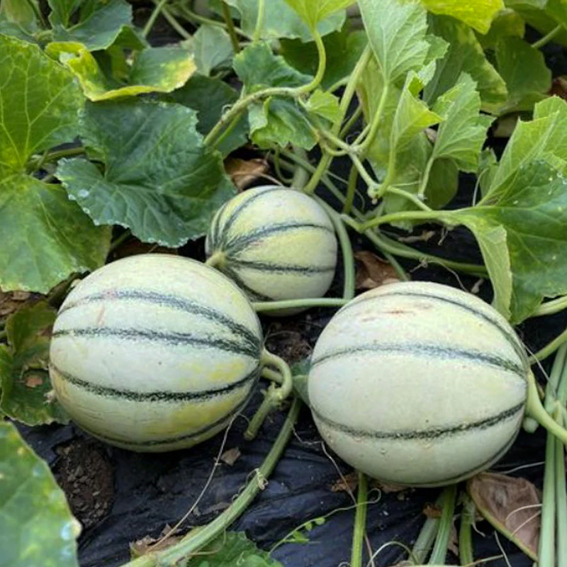 Miniatuur 2