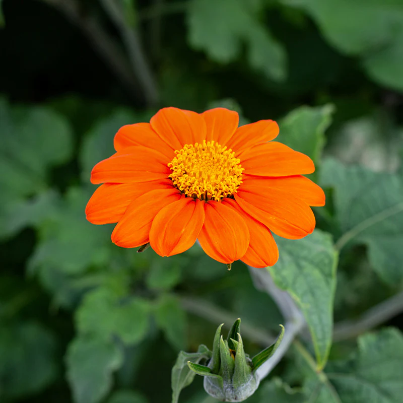 Mexicaanse zonnebloem - Fiesta Del Sol