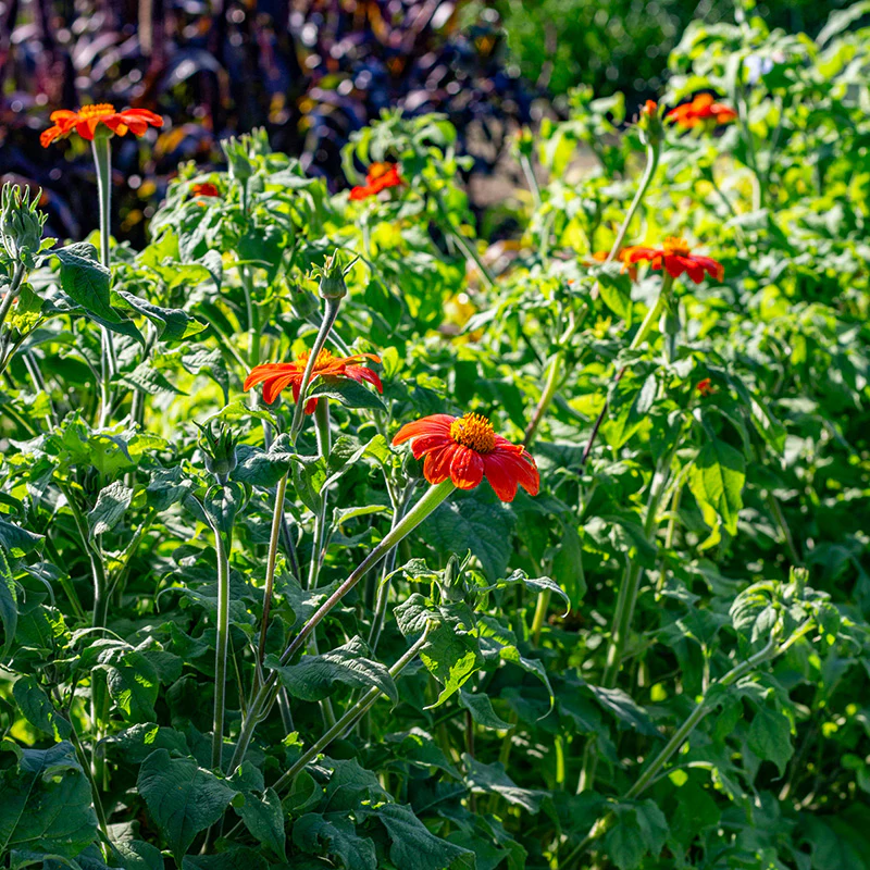 Mexicaanse zonnebloem - Fiesta Del Sol - Image 2