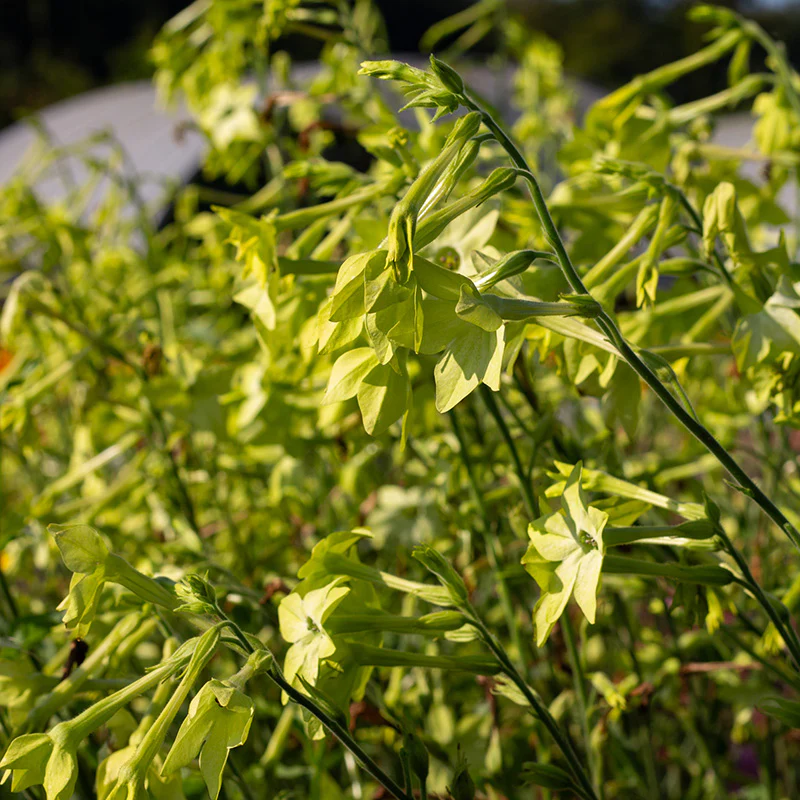 Tabaksplant - Lime Green - Image 2