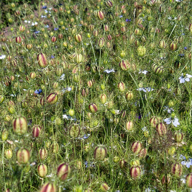 Juffertje in het groen - Persian Jewels Mix - Image 2