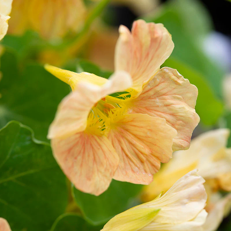 Oost-Indische Kers - Tip Top Pink Blush - Image 2