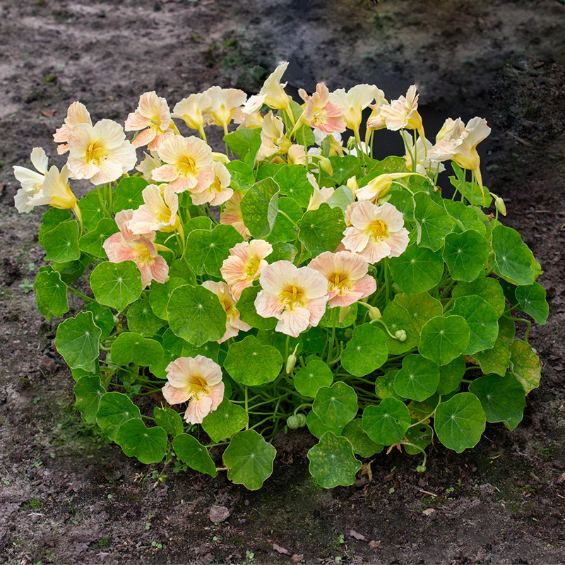 Oost-Indische Kers - Tip Top Pink Blush - Image 3