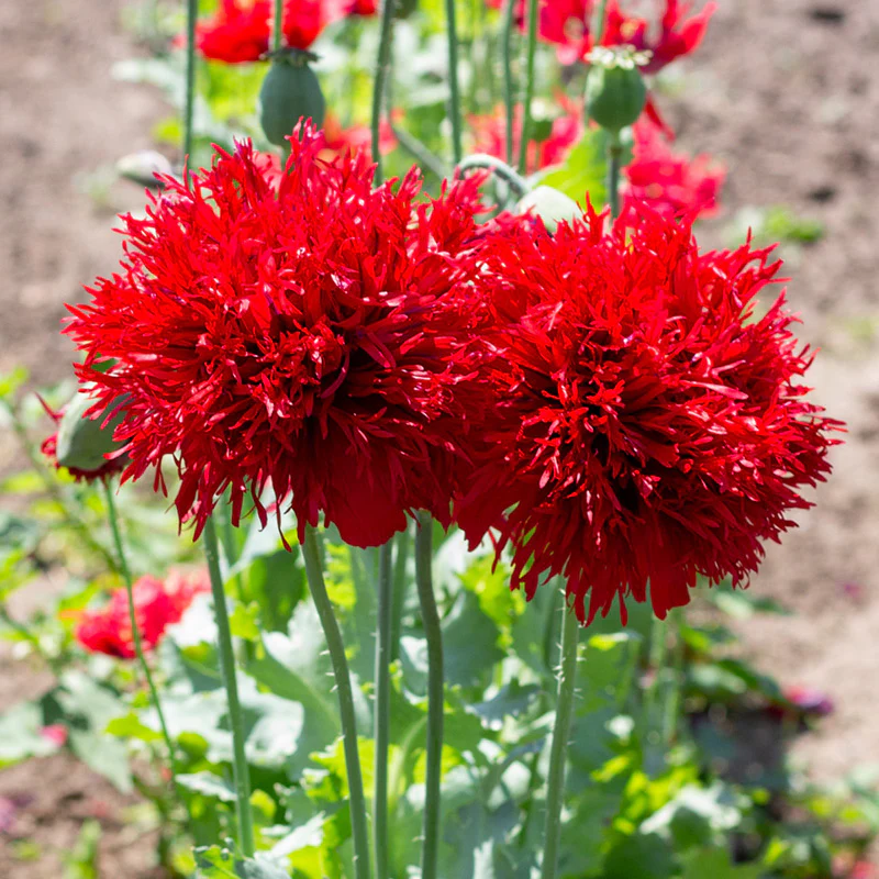 Papaver - Crimson Feathers