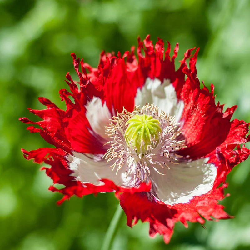 Miniatuur 1