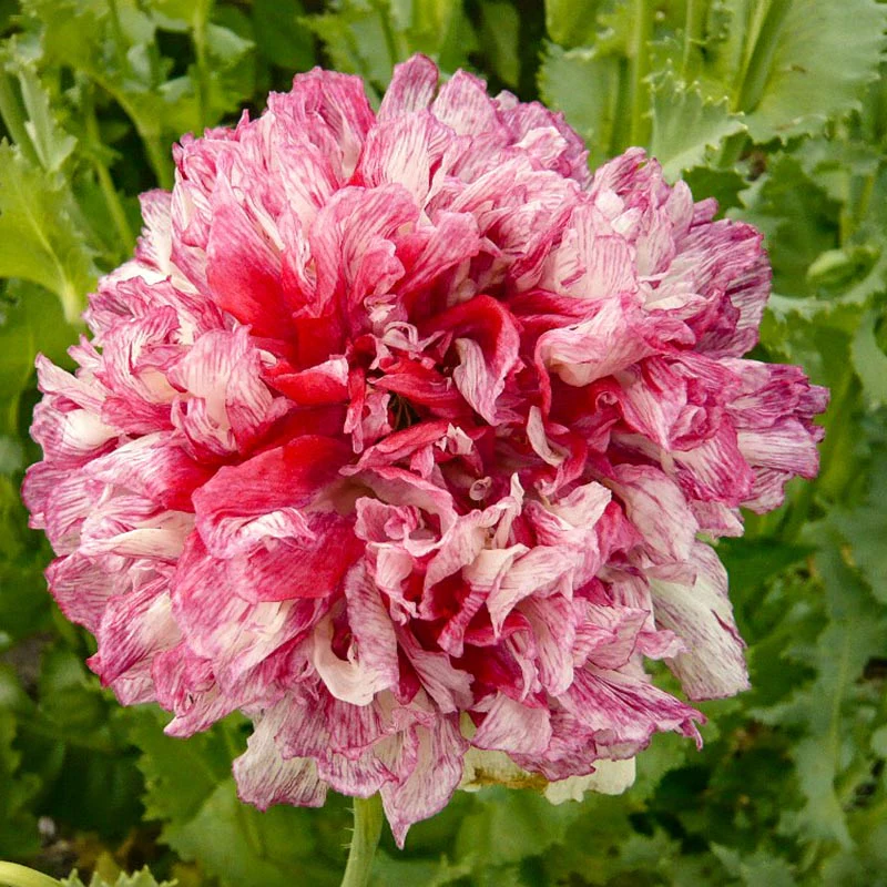 Miniatuur 1
