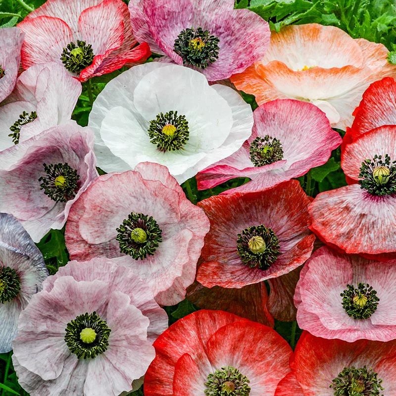 Papaver - Mother of Pearls