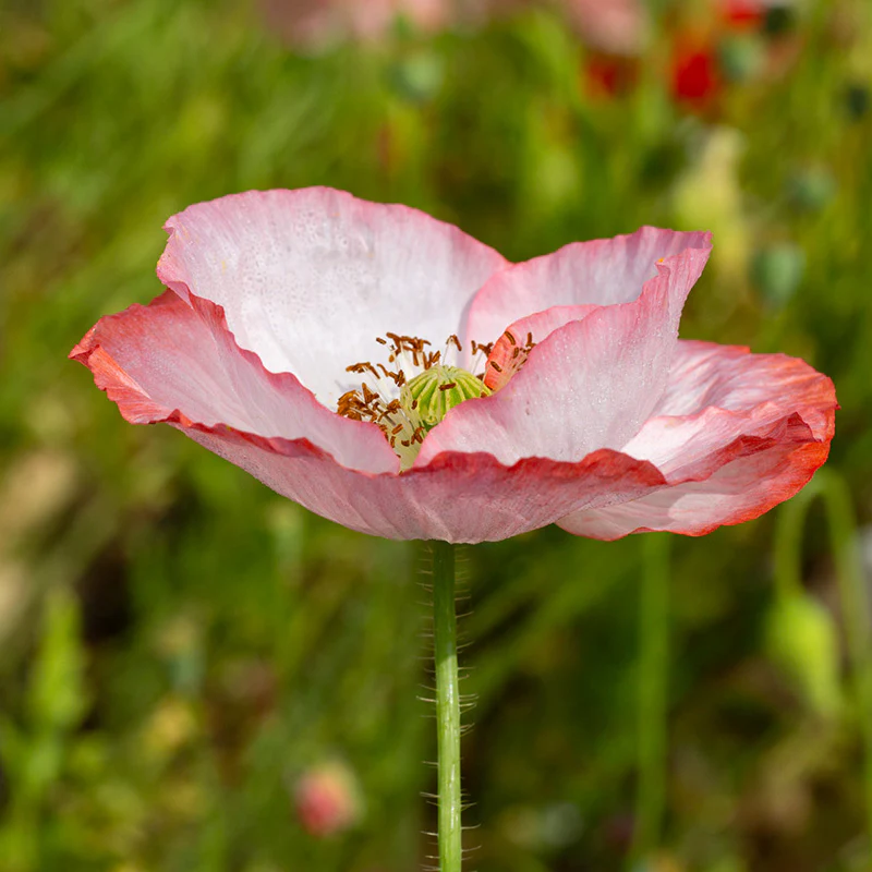 Papaver - Shirley