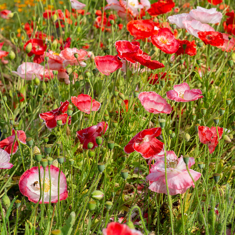 Papaver - Shirley - Image 2