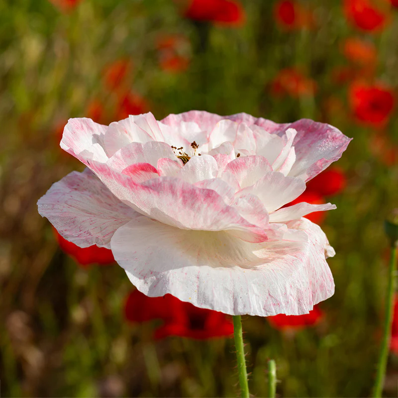 Papaver - Shirley double mixed