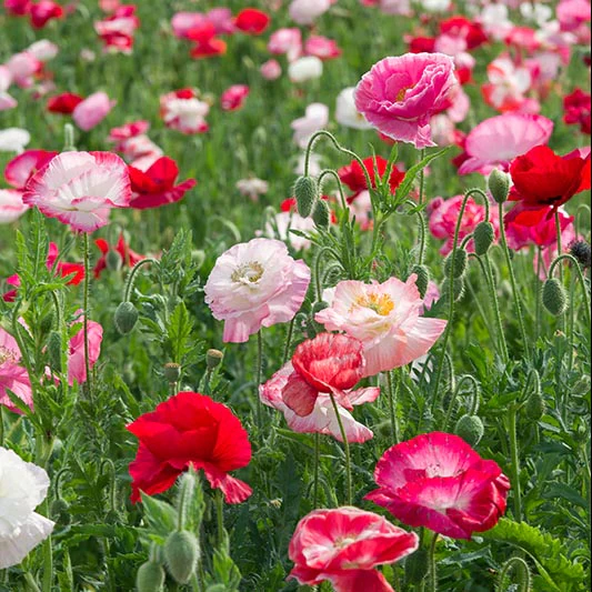 Papaver - Shirley double mixed - Image 2