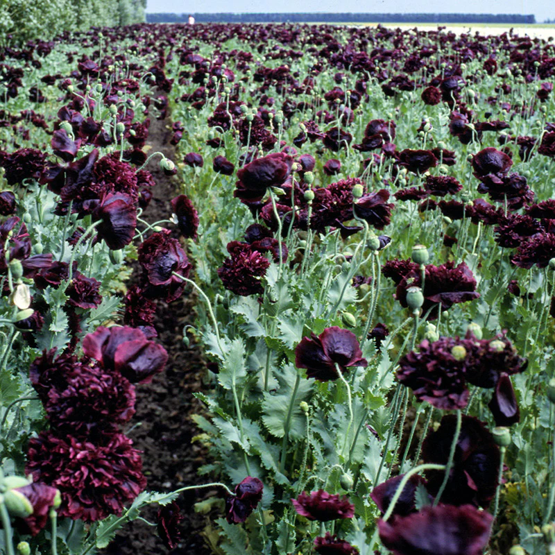 Papaver - Black Peony - Image 2