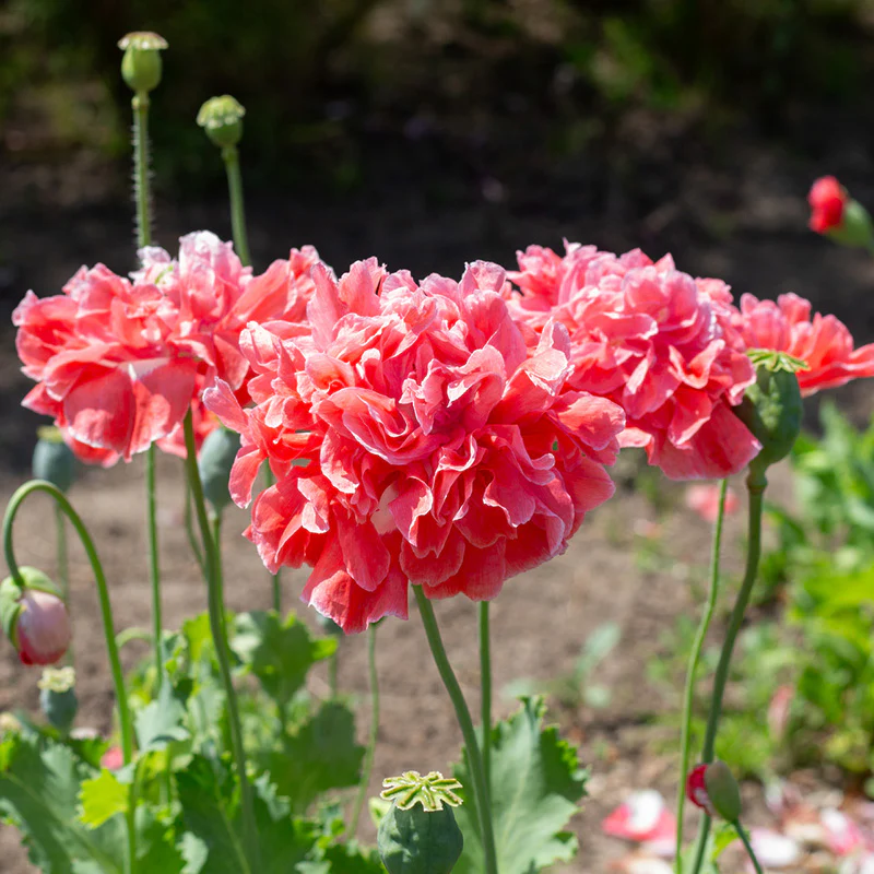 Papaver - Frosted Salmon Peony - Image 2