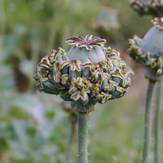 Papaver - Hen and Chickens - Image 2