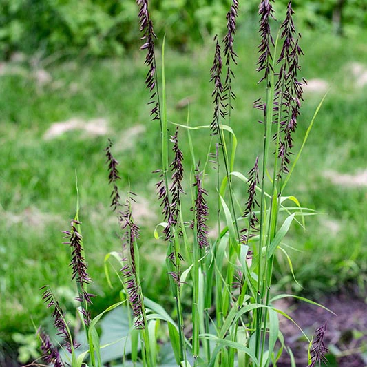 Parelgras