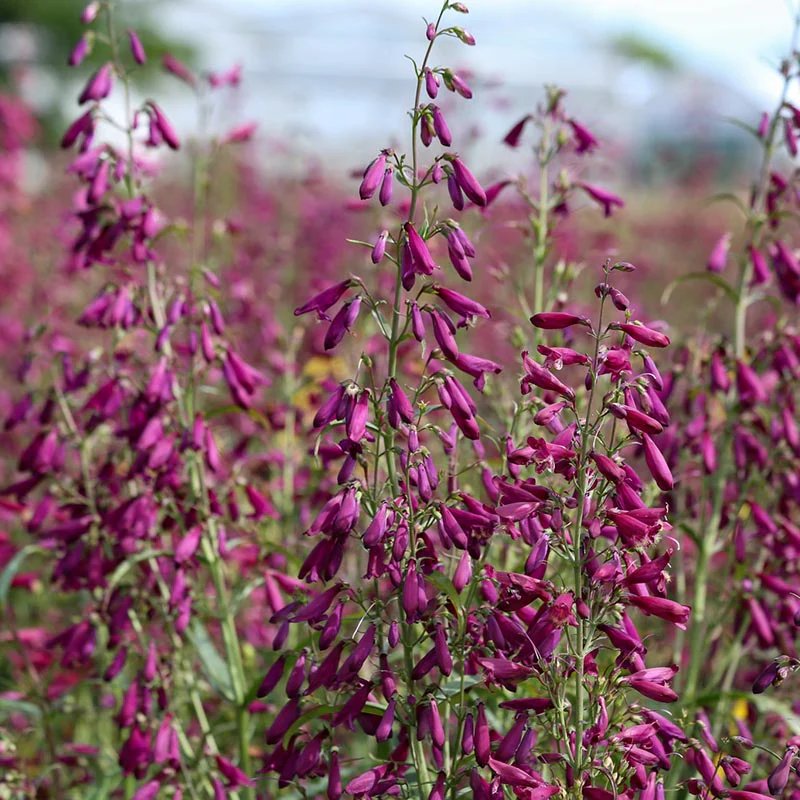 Slangenkop - Twizzle Purple