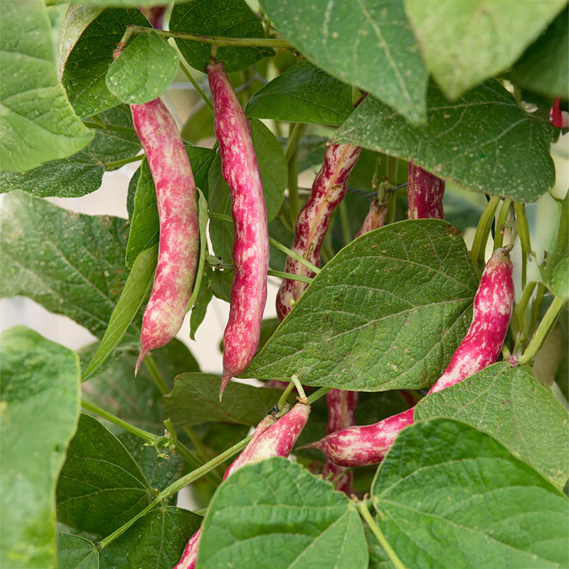 Stokdroogboon - Speckled Cranberry