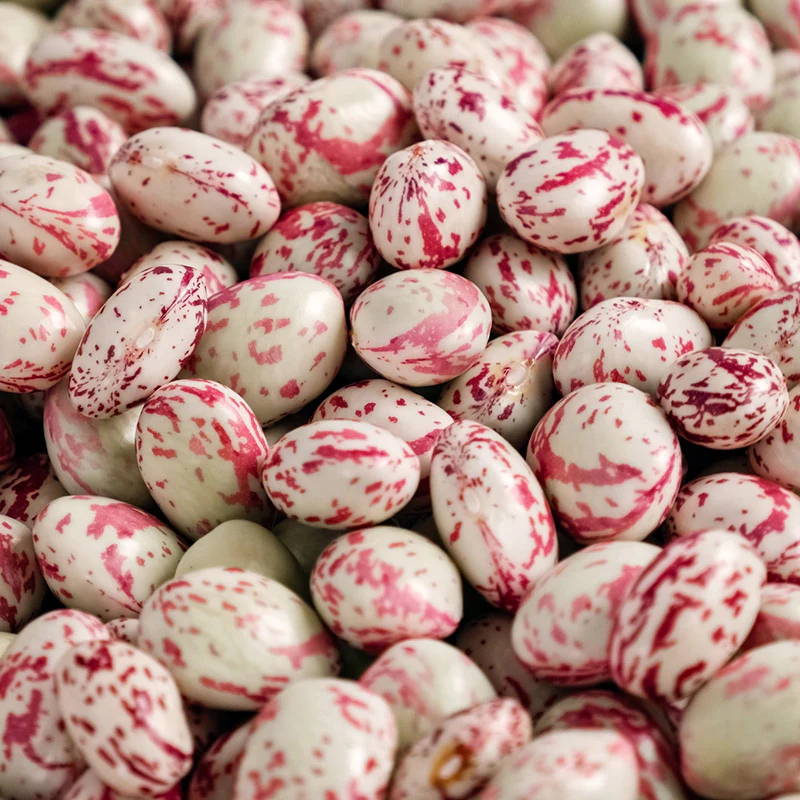 Stokdroogboon - Speckled Cranberry - Image 2