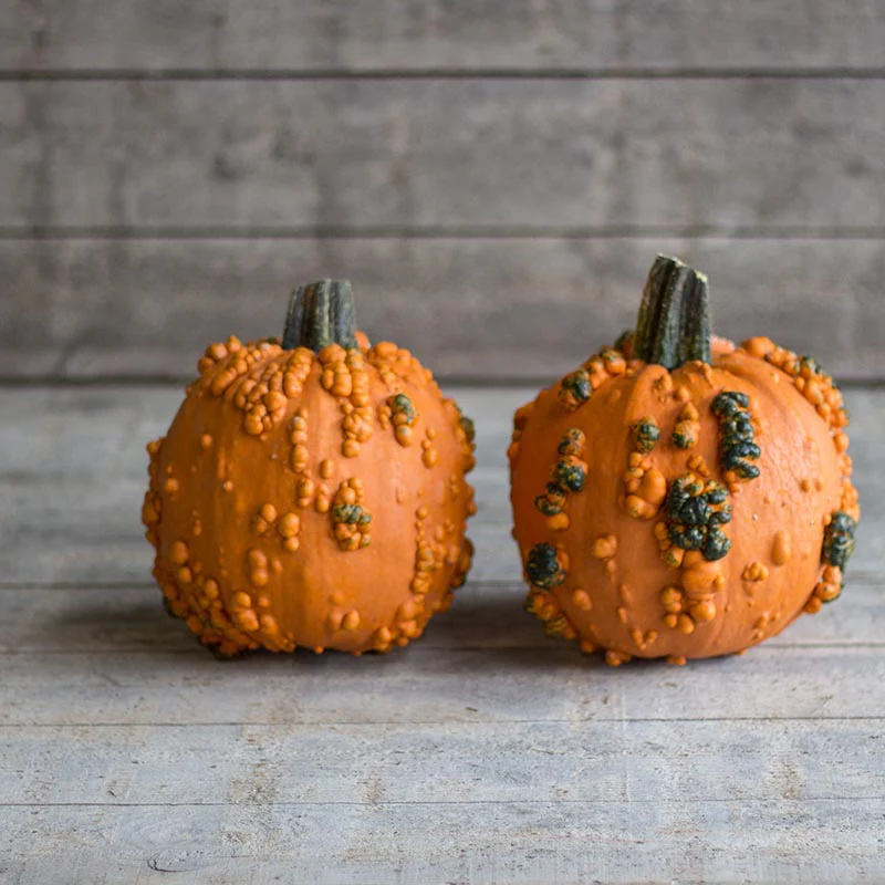 Pompoen - Baby Bumps