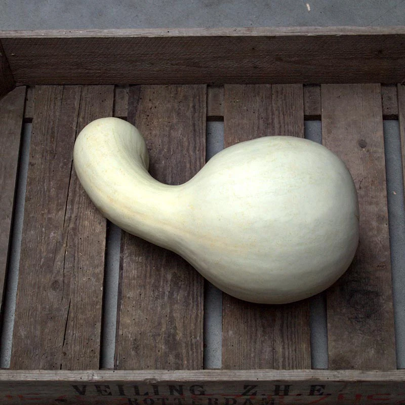 Pompoen - Cushaw White