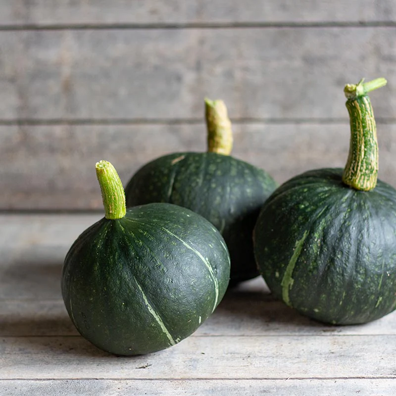 Kabocha - Delica F1