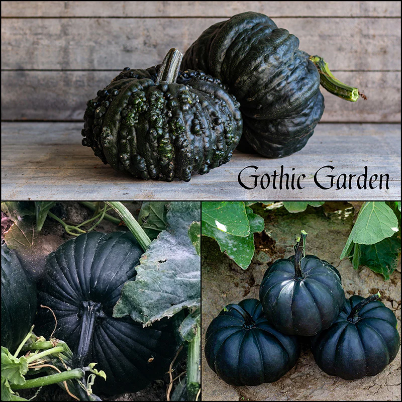 Pompoen - Gothic Garden