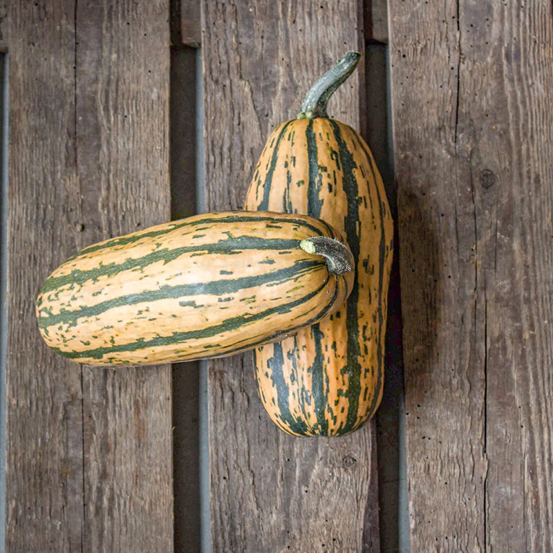 Delicata - Honeyboat Delicata