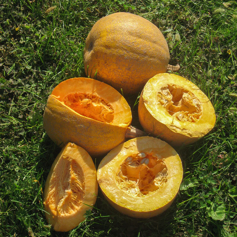 Pompoen - Jaspée de Vendée - Image 2