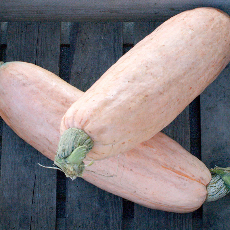 Pompoen - Pink Jumbo Banana