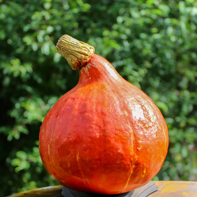 Hokkaido - Red Kuri