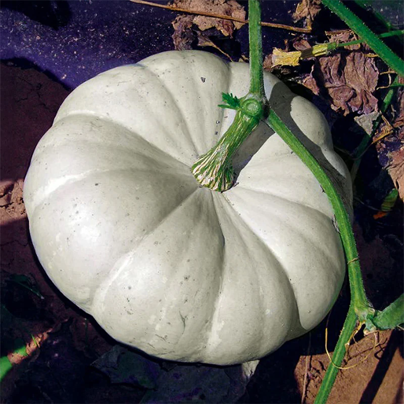 Pompoen - Silver Moon F1 - PMT