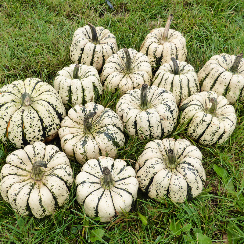 Delicata - Sweet Dumpling - Image 2
