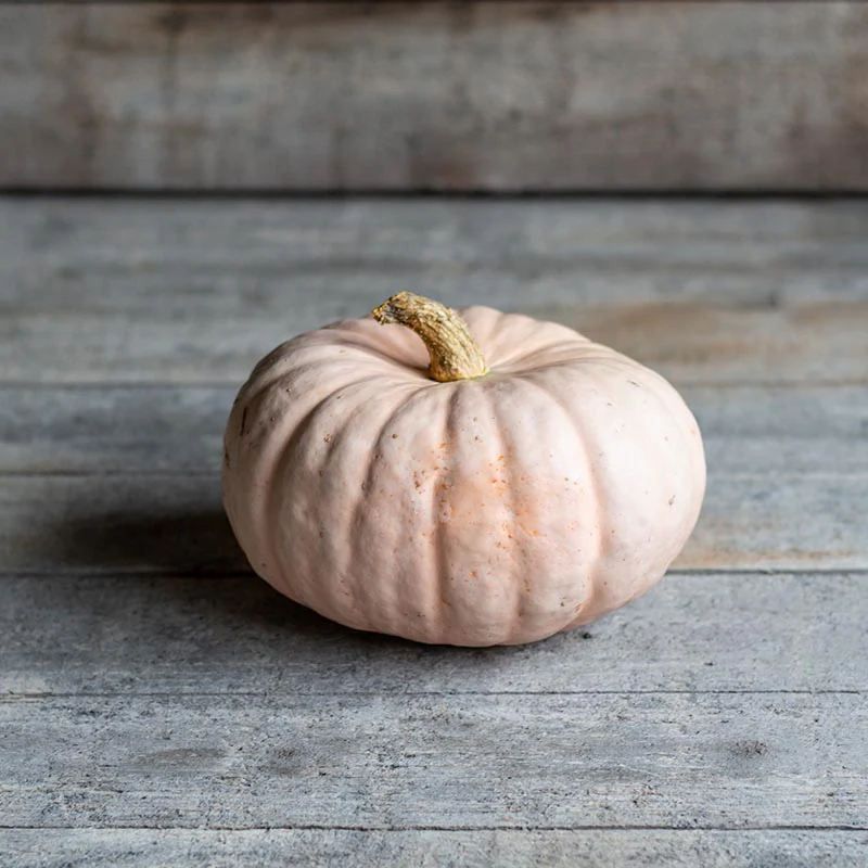 Pompoen - Winter Blush F1