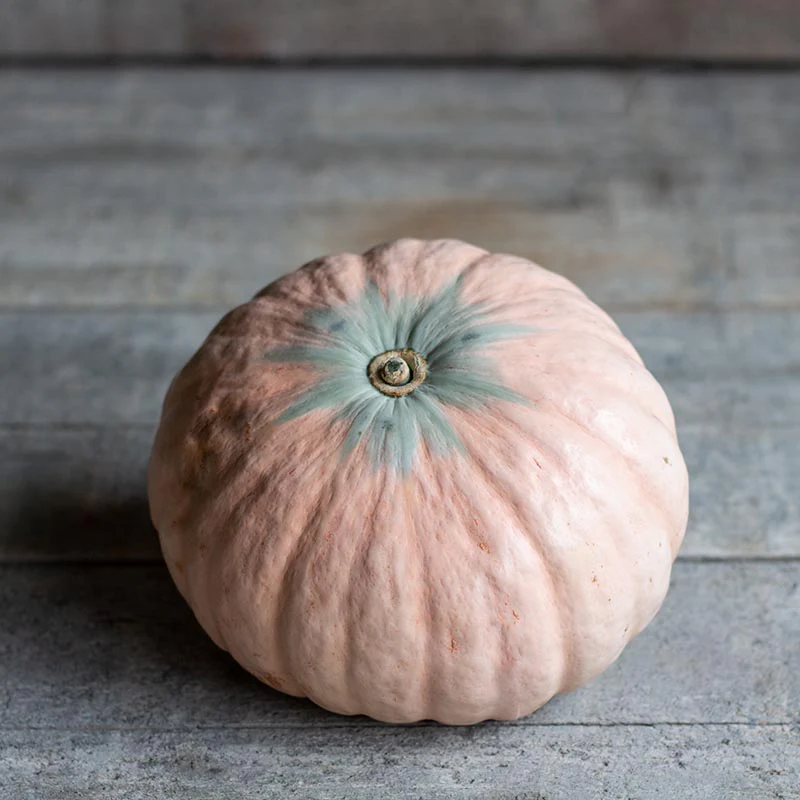 Pompoen - Winter Blush F1 - Image 3