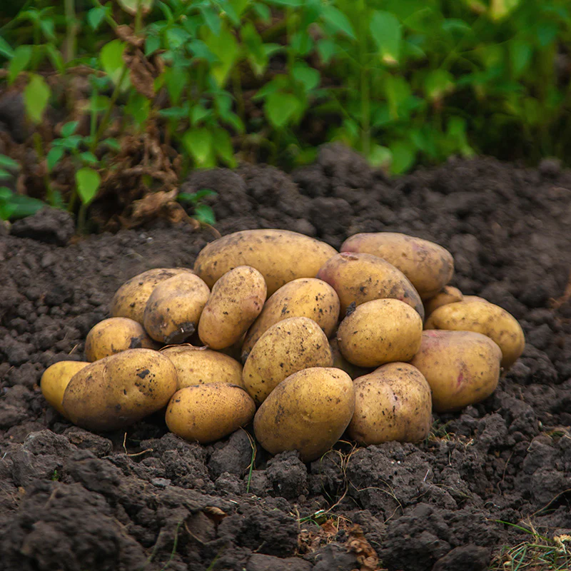 Pootaardappelen - Frieslander - BIO