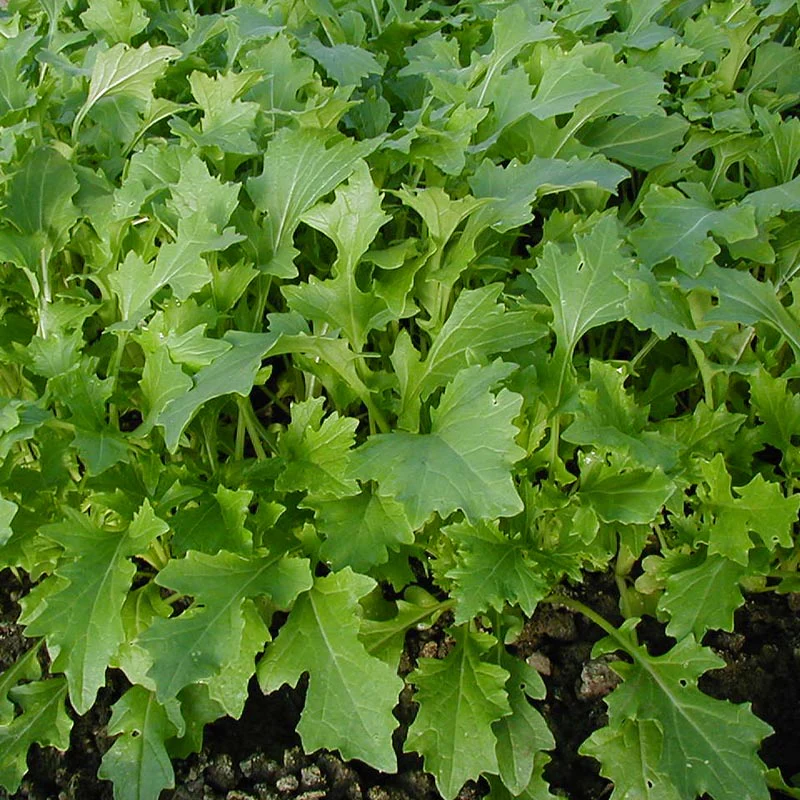 Raapsteel / Bladmoes Namenia