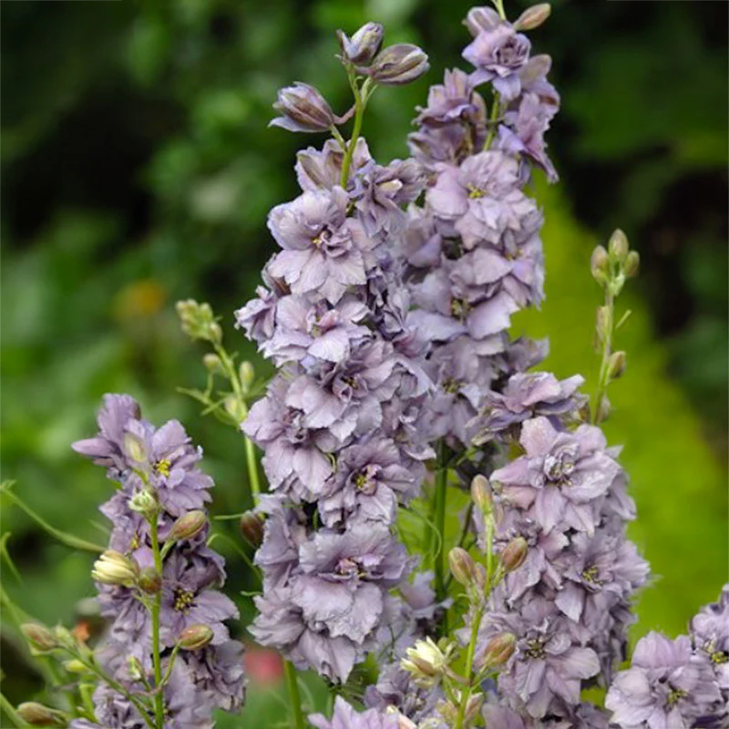 Ridderspoor - Misty Lavender