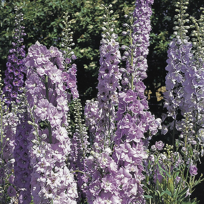 Ridderspoor - Pacific Guinevere - Image 2