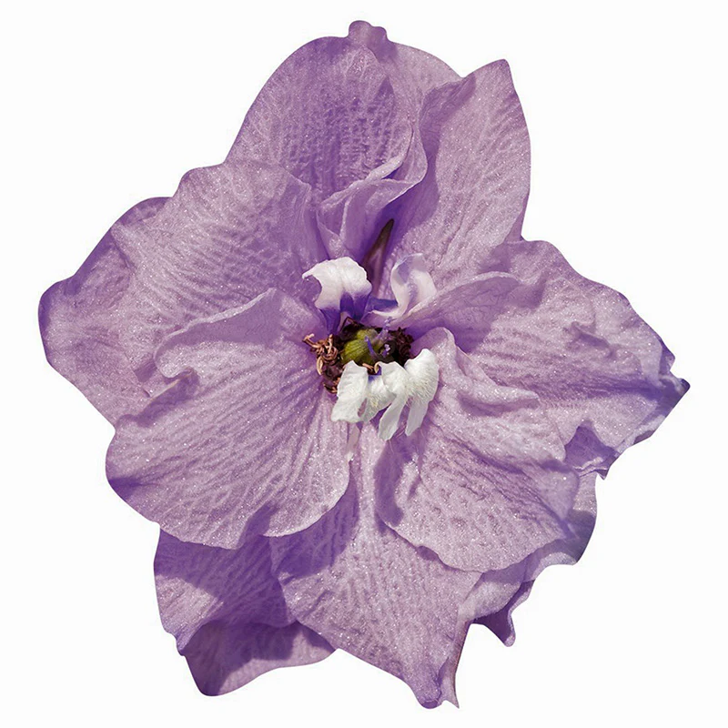 Ridderspoor - Pacific Guinevere - Image 3
