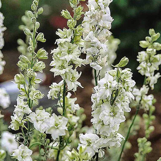 Ridderspoor - QIS White