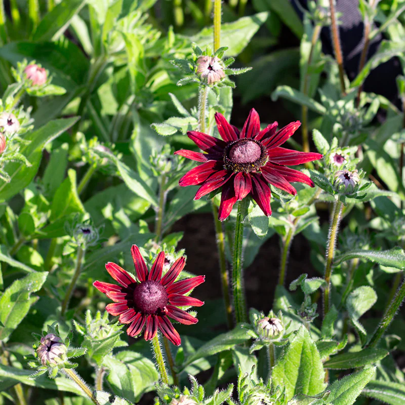 Zonnehoed - Cherry Brandy - Image 2