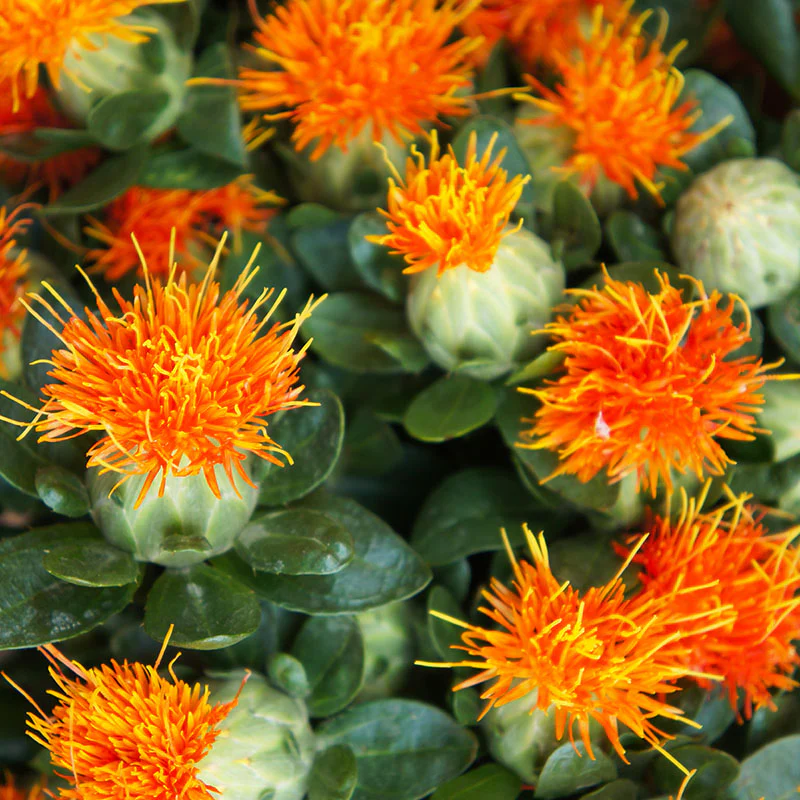 Miniatuur 1